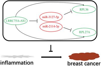 Development of an Inflammation-Related lncRNA-miRNA-mRNA Network Based on Competing Endogenous RNA in Breast Cancer at Single-Cell Resolution